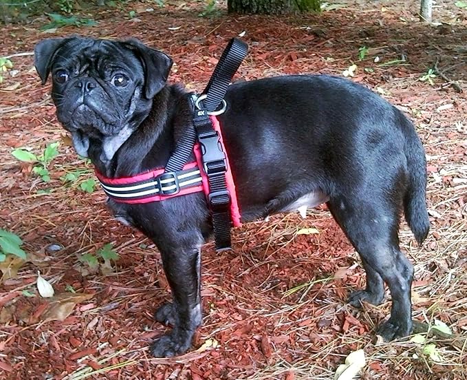 ComfortFlex Sport Dog Harness – No-Choke, Fully Padded, Non-Chafing Harness with Control Handle – Reflective, Lightweight, Adjustable for Active Dogs - Medium/Large, Bordeaux