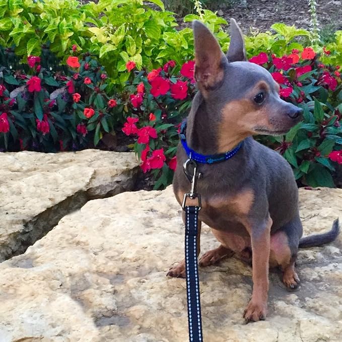 Max and Neo Small Dog Leash - Reflective Nylon, Donates to Dog Rescue (Black, 6x5/8)