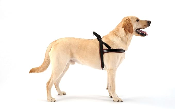 ComfortFlex Sport Dog Harness – No-Choke, Fully Padded, Non-Chafing Harness with Control Handle – Reflective, Lightweight, Adjustable for Active Dogs - Small, Mariner Blue