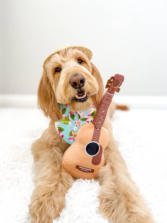 Acoustic Guitar Dog Toy – Christmas & Birthday Dog Gift, Interactive Squeaker & Crinkle, Plush & Cute, Fun Puppy Stocking Stuffer