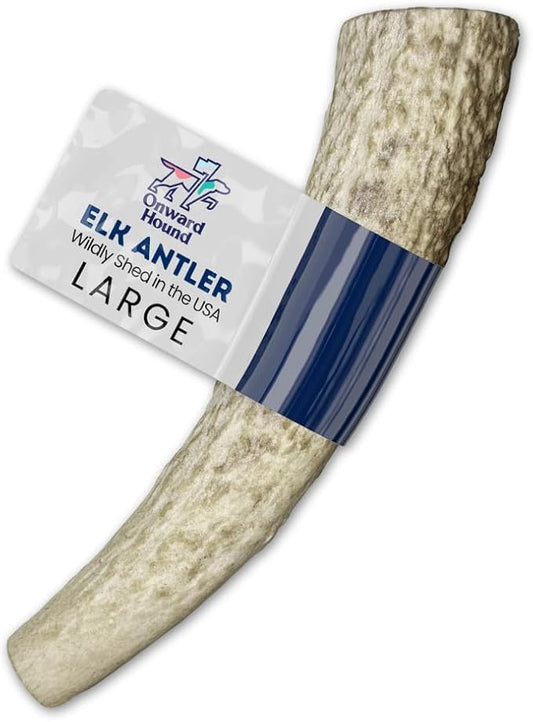 Onward Hound Elk Antlers for Dogs, 7"+ Large 1-Pack, Grade A Long Lasting Chew for Aggressive Chewers, Premium USA Naturally Shed Antler - Healthy, No Odor, Durable Dog Chew for 30-65lb Breeds