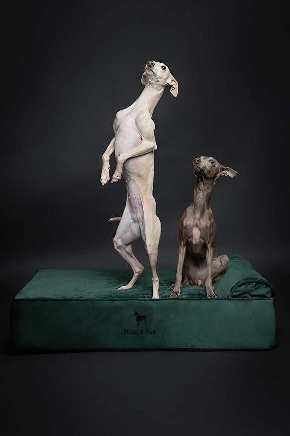 NOAH & PAW Large Dog Bed, 35x25x8.7 Inch, Orthopedic Dog Beds, Eggshell Memory Foam Infused with Cooling Gel, Waterproof, Machine Washable, Includes Inner Cover (Velvet Collection)