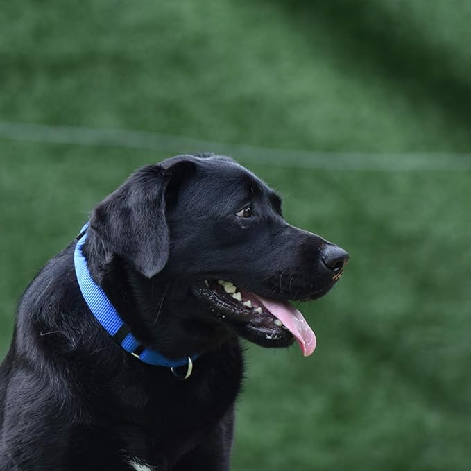 Hyhug Martingale Dog Collar Medium Blue |Escape - Proof Heavy Duty Nylon Durable No Slip, Ideal for Training & Daily Walks