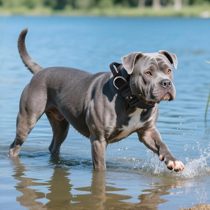 TSPRO Premium Dog Collars Tactical Dog Collar with Handle and Heavy Duty Quick-Release Metal Buckle Durable Thick and Adjustable for Medium to Large Dogs (Black L)
