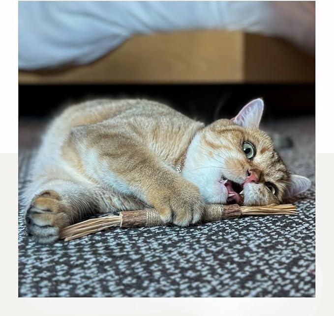 The Cat Park Silvervine Sticks for Cats 5 Pcs, Natural Catnip Cat Chew Toys for Indoor Cat Teeth Cleaning, Aggressive Chewers, Kitten Teething Matatabi Chew Stick Cat Toys, Silvervine for Cats