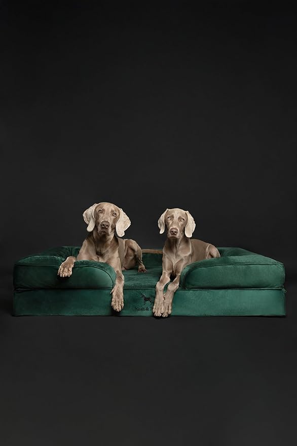 NOAH & PAW Giant Dog Bed XXL, 55x45x11 Inch, Orthopedic Dog Beds, Eggshell Memory Foam Infused with Cooling Gel, Inner Cover, Waterproof, Machine Washable (Velvet Sofa Collection)