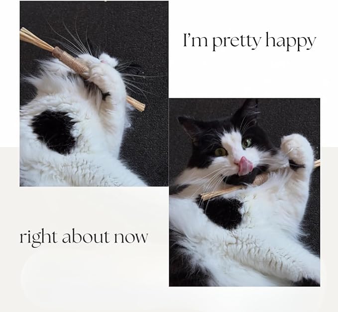 The Cat Park Silvervine Sticks for Cats 5 Pcs, Natural Catnip Cat Chew Toys for Indoor Cat Teeth Cleaning, Aggressive Chewers, Kitten Teething Matatabi Chew Stick Cat Toys, Silvervine for Cats