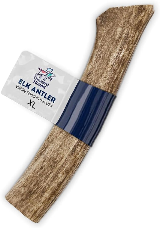 Onward Hound Elk Antlers for Dogs, 8"+ XL 1-Pack, Grade A Long Lasting Chew for Aggressive Chewers, Premium USA Naturally Shed Antler - Healthy, No Odor, Durable Dog Chew for 60-95lb Breeds