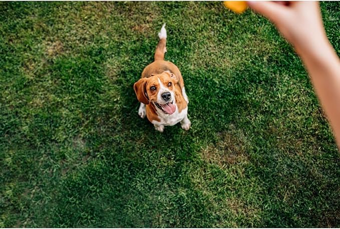 Chip's Naturals Doggie Chicken Chips Small 4 oz All Natural High Protein Low Calorie Healthy Dog Treats, Grain Free Gluten Free USDA Inspected & Approved Chicken Treat for Dogs, Pet Supplies