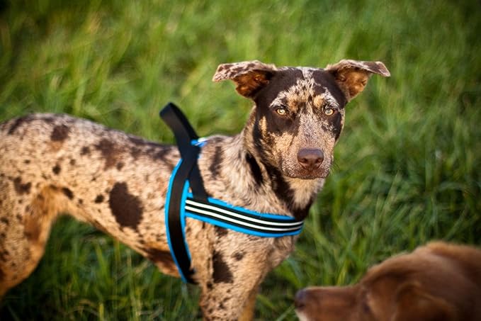 ComfortFlex Sport Dog Harness – No-Choke, Fully Padded, Non-Chafing Harness with Control Handle – Reflective, Lightweight, Adjustable for Active Dogs - Small, Mariner Blue