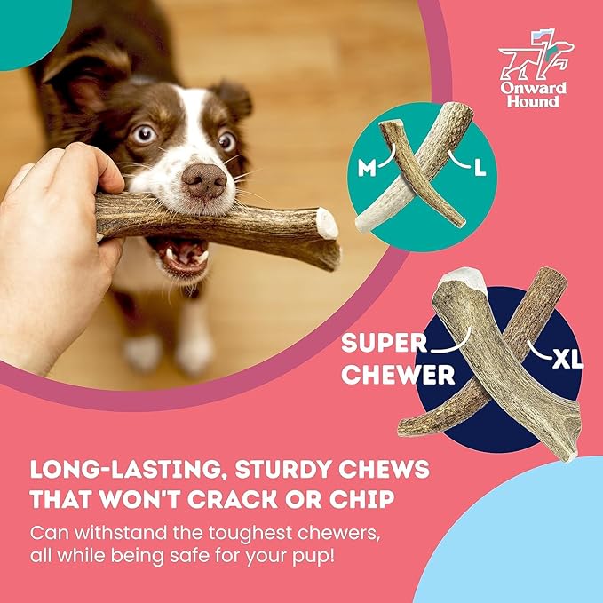 Onward Hound Elk Antlers for Dogs, 6"+ Medium 3-Pack, Grade A Long Lasting for Aggressive Chewers, Premium USA Naturally Shed Antler - Healthy, No Odor, Durable Chew for 15-35lb Breeds