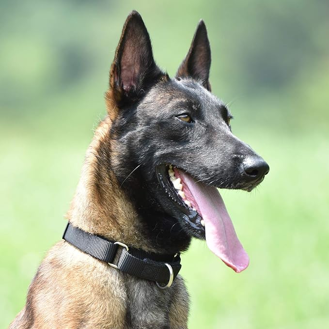 Hyhug Martingale Collar for Dogs Small Black |Escape - Proof Heavy Duty Nylon Durable No Buckle, Ideal for Training & Daily Walks