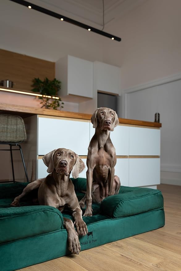 NOAH & PAW Giant Dog Bed XXL, 55x45x11 Inch, Orthopedic Dog Beds, Eggshell Memory Foam Infused with Cooling Gel, Inner Cover, Waterproof, Machine Washable (Velvet Sofa Collection)