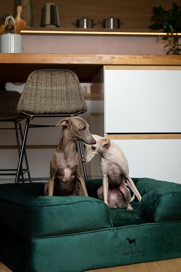 NOAH & PAW Large Dog Bed, 35x25x11 Inch, Orthopedic Dog Beds, Eggshell Memory Foam Infused with Cooling Gel, Inner Cover, Waterproof, Machine Washable (Velvet Sofa Collection)