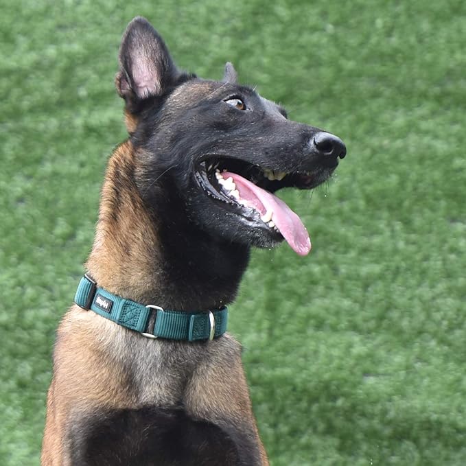 Hyhug Martingale Collar for Dogs Small Green |Escape - Proof Heavy Duty Nylon Durable No Buckle, Ideal for Training & Daily Walks