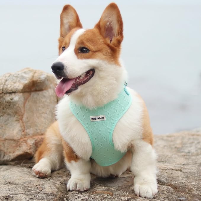 Silk Embroidery Dog Harness with D-Ring Leash Clip Set,Adjustable Soft Padded and Cotton Fabric Pet Vest for Medium and Small Dogs (Mint, Extra Small)