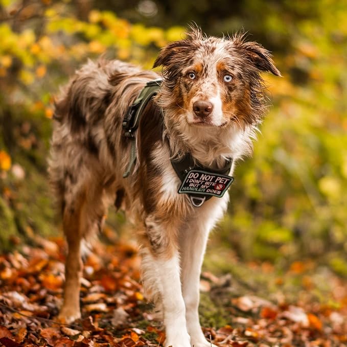 rabbitgoo Dog Harness for Large Dogs No Pull, Tactical Service Pet Vest with Molle and Control Handle, Adjustable and Reflective Military Harness for Easy Walking and Training, Black, L