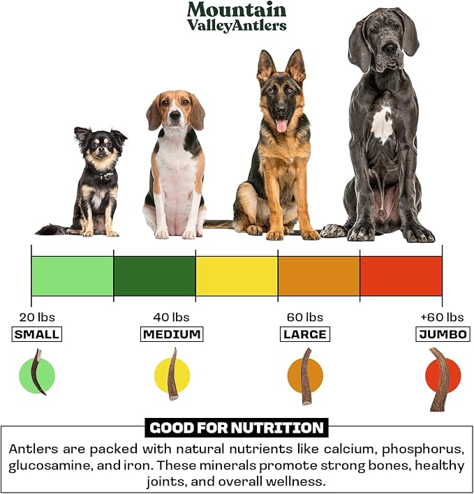 Mountain Valley Elk Antlers for Dogs - 100% Natural & Organic Chew for Aggressive Chewers, No Odor, No Mess, Long Lasting - Wild-Foraged Naturally Shed Antlers in USA - Grade A, Whole Medium (1 Pack)