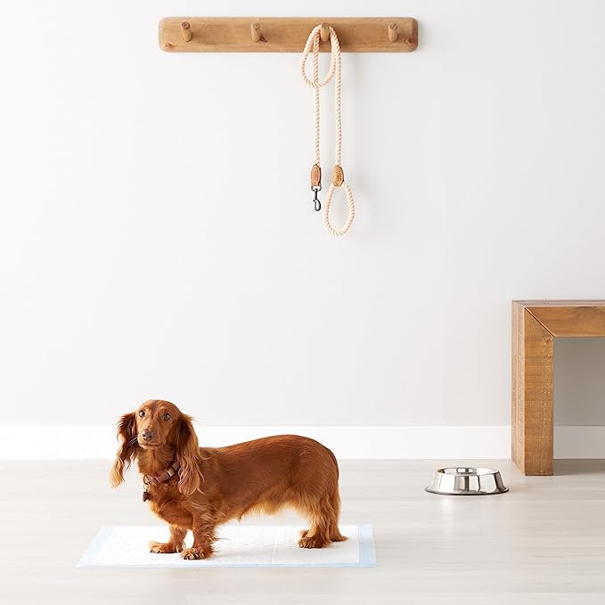 Amazon Basics Heavy Duty Dog and Puppy Pee Pads, 5-Layer Leak-Proof Ultra Absorbent, Quick-Dry Surface, Potty Training, Regular (24x23"), 80 Count, Blue & White