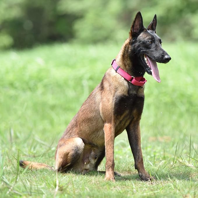 Hyhug Martingale Dog Collar Medium Pink |Escape - Proof Heavy Duty Nylon Durable No Slip, Ideal for Training & Daily Walks