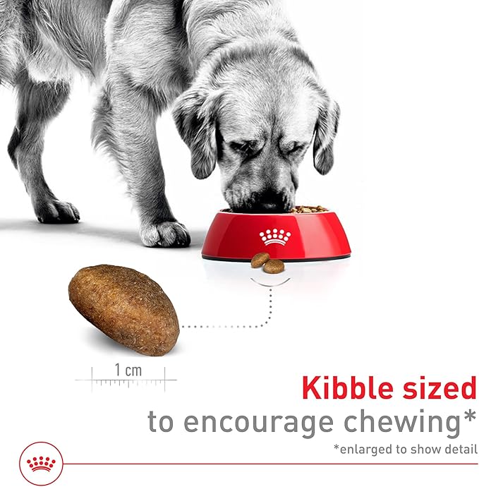 Royal Canin Size Health Nutrition Large Adult Dry Dog Food, 4 lb Bag