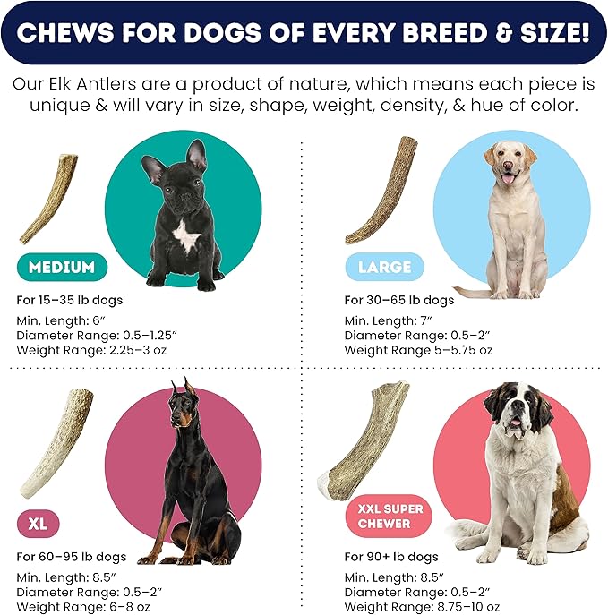Onward Hound Elk Antlers for Dogs, 8"+ XXL 1-Pack, Grade A Long Lasting Chew for Aggressive Chewers, Premium USA Naturally Shed Antler - Healthy, No Odor, Durable Dog Chew for 90lb+ Breeds