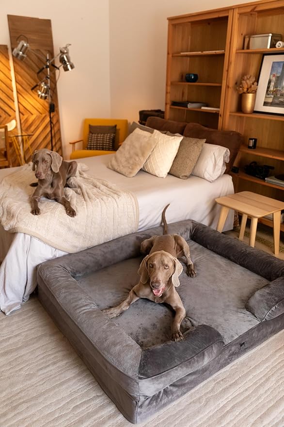 NOAH & PAW Giant Dog Bed XXL, 55x45x11 Inch, Orthopedic Dog Beds, Eggshell Memory Foam Infused with Cooling Gel, Inner Cover, Waterproof, Machine Washable (Velvet Sofa Collection)