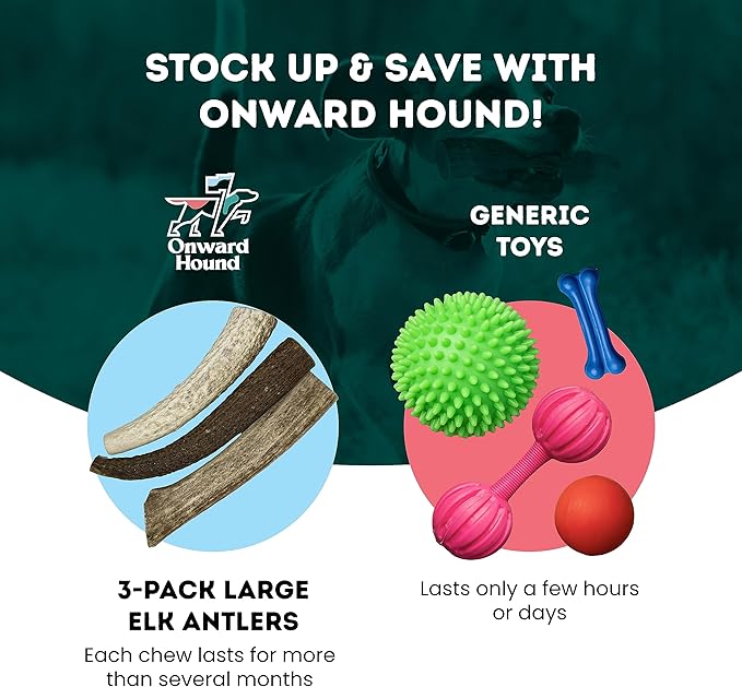 Onward Hound Elk Antlers for Dogs, 7"+ Large 3-Pack, Grade A Long Lasting Chew for Aggressive Chewers, Premium USA Naturally Shed Antler - Healthy, No Odor, Durable Dog Chew for 30-65lb Breeds