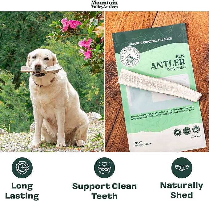 Mountain Valley Elk Antlers for Dogs - 100% Natural & Organic Chew for Aggressive Chewers, No Odor, No Mess, Long Lasting - Wild-Foraged Naturally Shed Antlers in USA - Grade A, Split Medium (1 Pack)