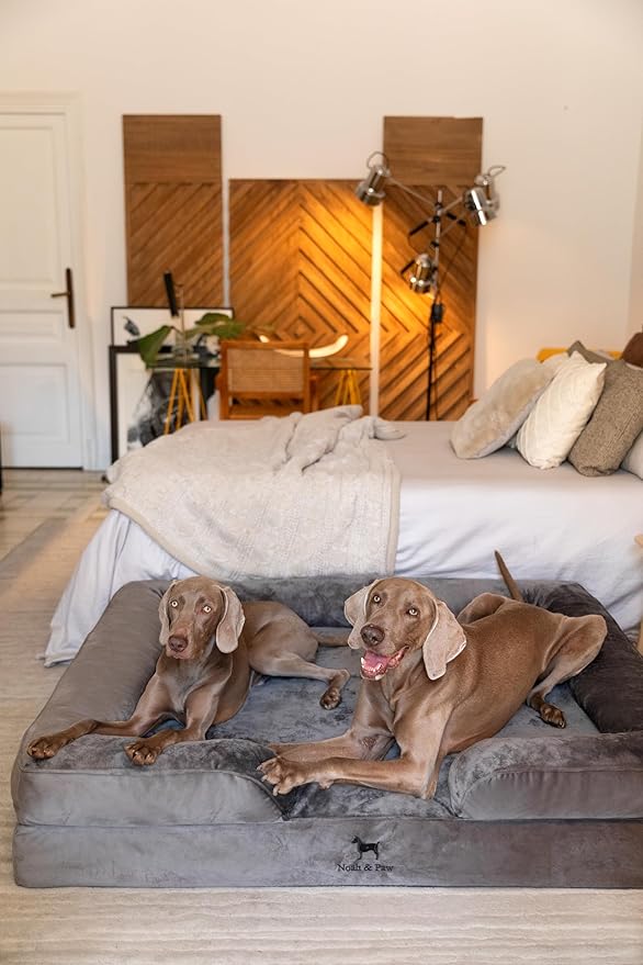 NOAH & PAW Giant Dog Bed XXL, 55x45x11 Inch, Orthopedic Dog Beds, Eggshell Memory Foam Infused with Cooling Gel, Inner Cover, Waterproof, Machine Washable (Velvet Sofa Collection)