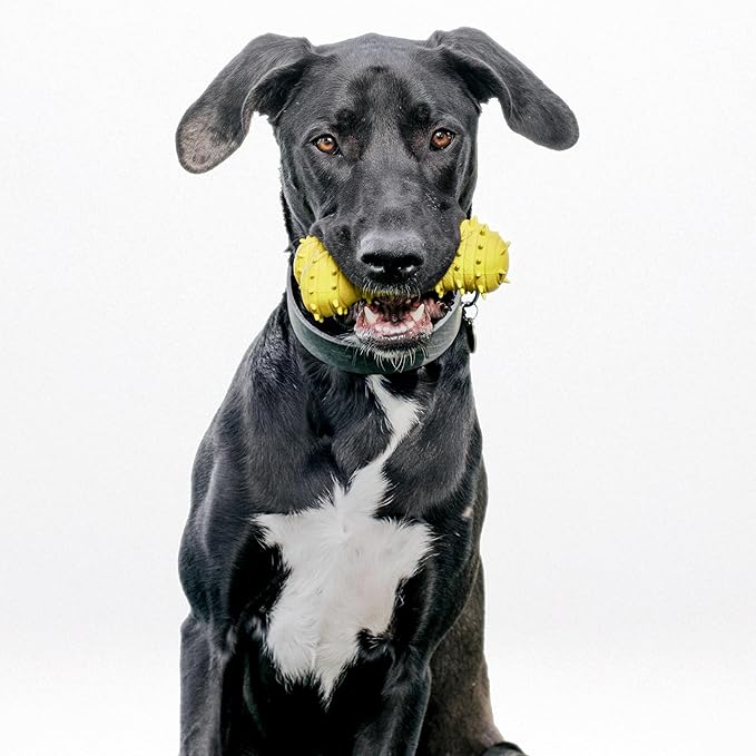 Playology Dog Toys | Puppy Toy Teething Bone Designed for Young & Active Dogs | Jumbo Chicken Scented Toy Made from Non Toxic Materials