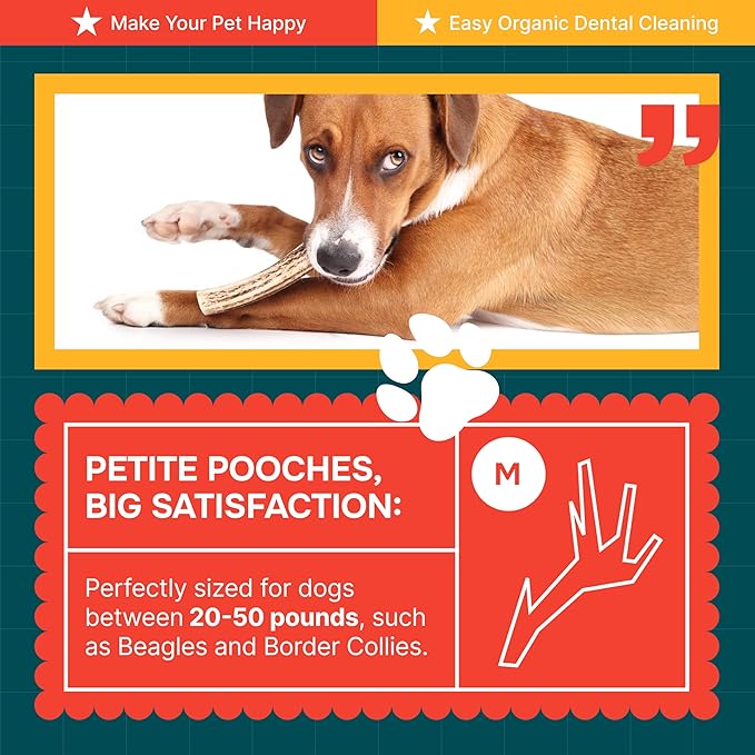 100% Natural - Elk Antlers for Dogs - Naturally Shed in USA - Dog Antler Chews for Medium Breeds - Natural, Long-Lasting Treats for Aggressive Chewers - Dog Chews - No Smell & No Mess - Medium