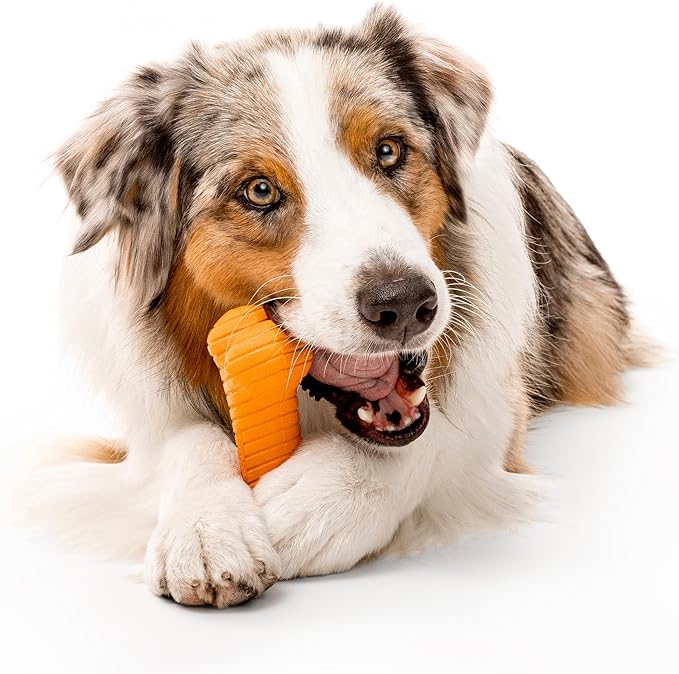 Playology Dog Toys | Dual Layer Bone Durable Chew Toy Bone for Dogs | Jumbo Cheddar Cheese Scented Toy - Easy to Clean and Made from Non Toxic Materials