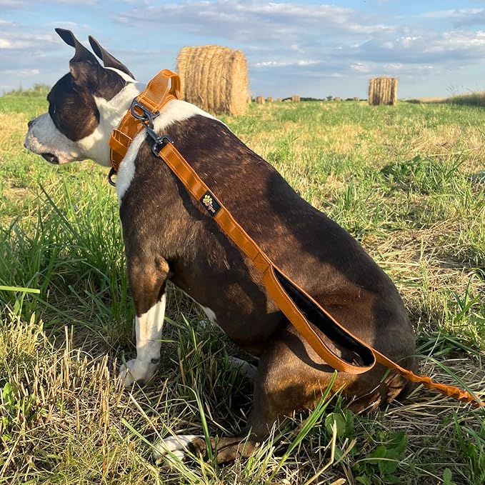 ADITYNA Tactical Bungee Dog Leash 6ft-7.5ft - Shock Absorbing Lead with 2 Padded Handles, Metal Clasp, Car Seatbelt - Heavy Duty No Pull for Medium, Large & XL Breeds