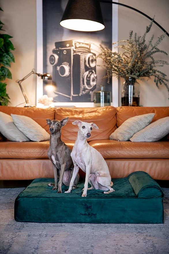 NOAH & PAW Large Dog Bed, 35x25x8.7 Inch, Orthopedic Dog Beds, Eggshell Memory Foam Infused with Cooling Gel, Waterproof, Machine Washable, Includes Inner Cover (Velvet Collection)