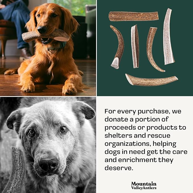 Mountain Valley Mixed Species Antlers for Dogs - 100% Natural & Organic Chew for Aggressive Chewers, No Odor, No Mess, Long Lasting - Wild-Foraged Naturally Shed Antler in USA - Grade A Pack (1 LB)