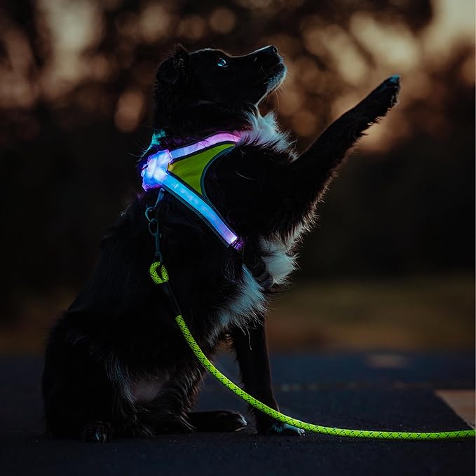 Noxgear LightHound (Small) + High-Visibility Dog Leash – Illuminated and Reflective Harness for Dogs Including Multicolored LED Fiber Optics (USB Rechargeable, Adjustable, Lightweight, Rainproof)
