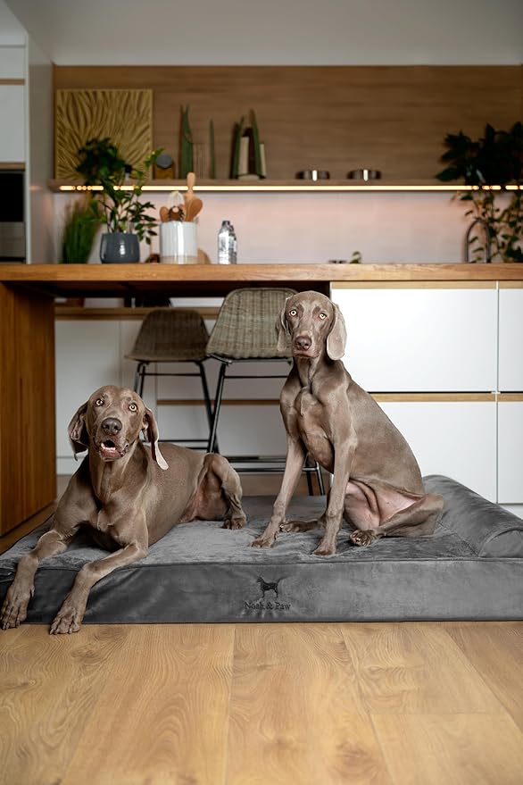 NOAH & PAW Giant Dog Bed XXL 55x45x9.5 Inch, Orthopedic Dog Beds, Eggshell Memory Foam Infused with Cooling Gel, Waterproof, Machine Washable, Includes Inner Cover (Velvet Collection)
