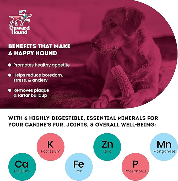 Onward Hound Elk Antlers for Dogs, 7"+ Large 3-Pack, Grade A Long Lasting Chew for Aggressive Chewers, Premium USA Naturally Shed Antler - Healthy, No Odor, Durable Dog Chew for 30-65lb Breeds