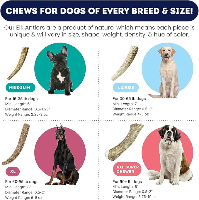 Onward Hound Elk Antlers for Dogs, 6"+ Medium 3-Pack, Grade A Long Lasting for Aggressive Chewers, Premium USA Naturally Shed Antler - Healthy, No Odor, Durable Chew for 15-35lb Breeds