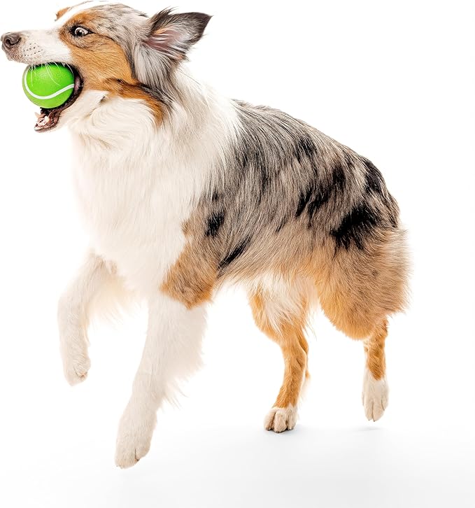 Playology Dog Toys | Squeaky Chew Ball - Bouncy Durable Floating Fetch Ball for Dogs | Jumbo Sweet Potato Scented Toy - Easy to Clean and Made from Non Toxic Materials