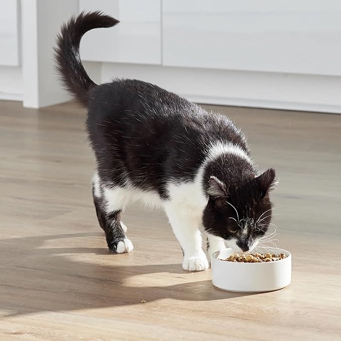 Open Farm, RawMix Dry Cat Food, Protein Packed Kibble Coated in Bone Broth with Freeze Dried Raw Chunks, Formulated For Kittens, Chicken With Turkey & Wild Caught Salmon Recipe For Kittens, 2.25lb Bag