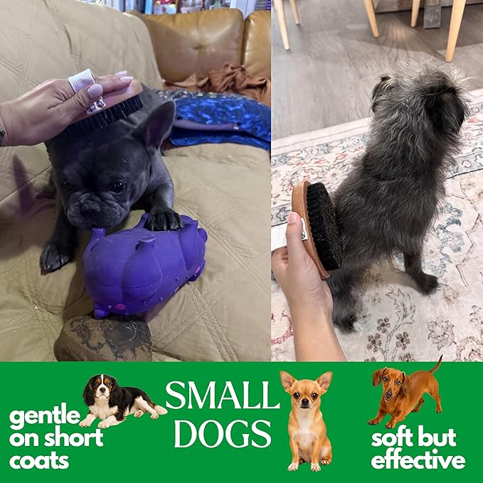 GranNaturals Soft Bristle Dog Brush for Short Haired Dogs & Cats w/Strap - Wooden Handle & Gentle Boar Bristles for Deshedding, Smoothing and Grooming Pet Hair Fur to Give Naturally Shiny Coat