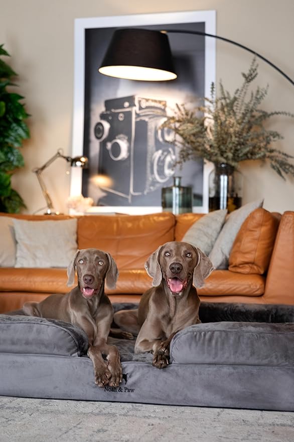 NOAH & PAW Giant Dog Bed XXL, 55x45x11 Inch, Orthopedic Dog Beds, Eggshell Memory Foam Infused with Cooling Gel, Inner Cover, Waterproof, Machine Washable (Velvet Sofa Collection)