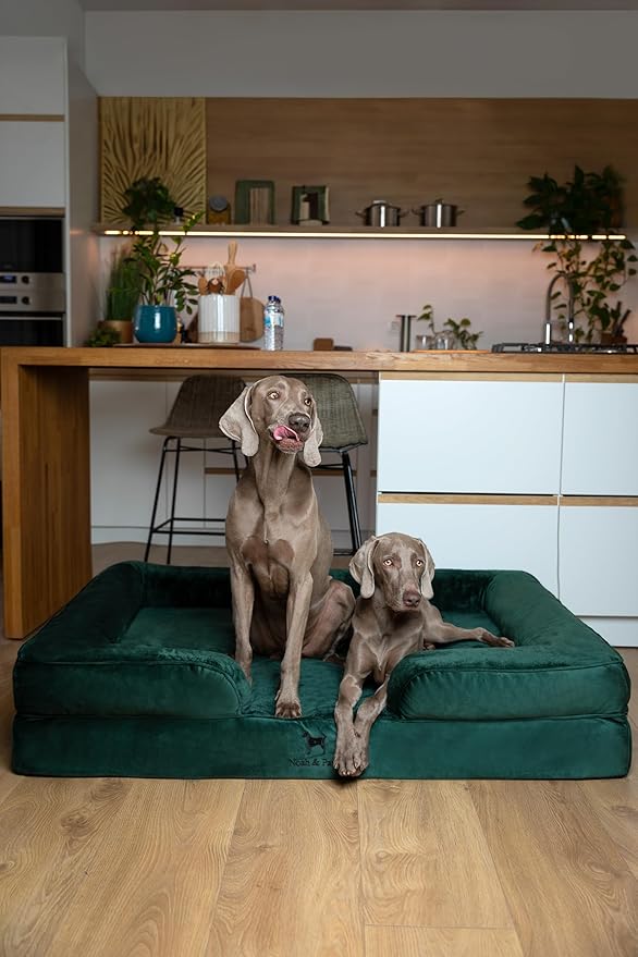 NOAH & PAW Giant Dog Bed XXL, 55x45x11 Inch, Orthopedic Dog Beds, Eggshell Memory Foam Infused with Cooling Gel, Inner Cover, Waterproof, Machine Washable (Velvet Sofa Collection)