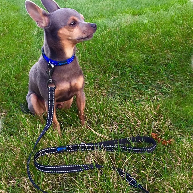 Max and Neo Small Dog Reflective Nylon Leash - We Donate One to Rescue for Every Leash Sold (Red, 4x5/8)