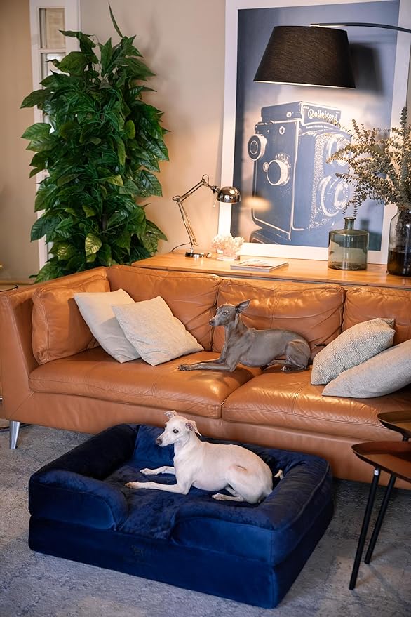 NOAH & PAW Large Dog Bed, 35x25x11 Inch, Orthopedic Dog Beds, Eggshell Memory Foam Infused with Cooling Gel, Inner Cover, Waterproof, Machine Washable (Velvet Sofa Collection)