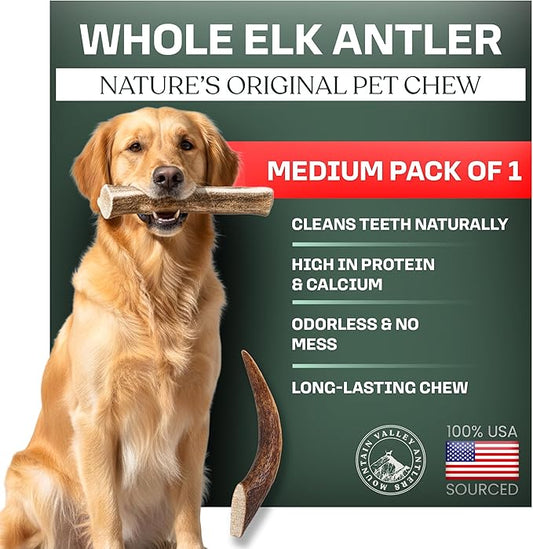 Mountain Valley Elk Antlers for Dogs - 100% Natural & Organic Chew for Aggressive Chewers, No Odor, No Mess, Long Lasting - Wild-Foraged Naturally Shed Antlers in USA - Grade A, Whole Medium (1 Pack)