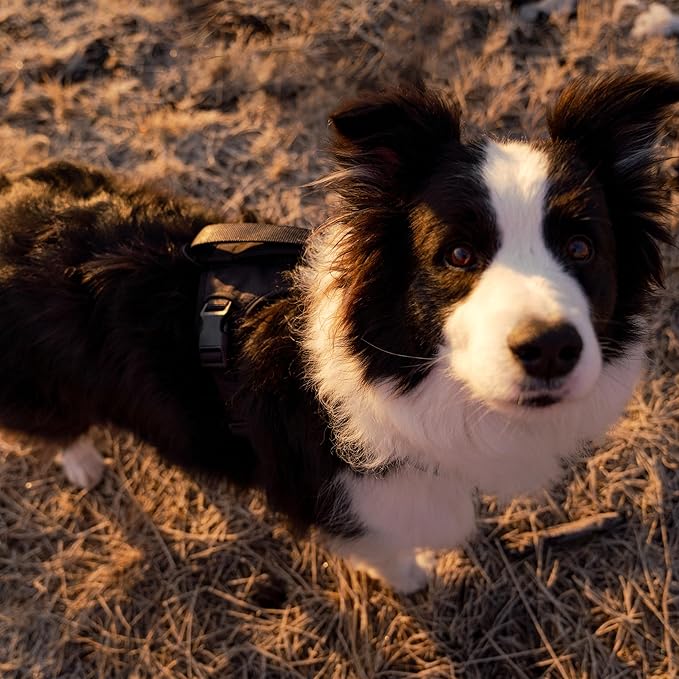 TUG Grab Dog Harness | Integrated Traffic Leash Magnetically Attached for Quick Control (Small/Black)