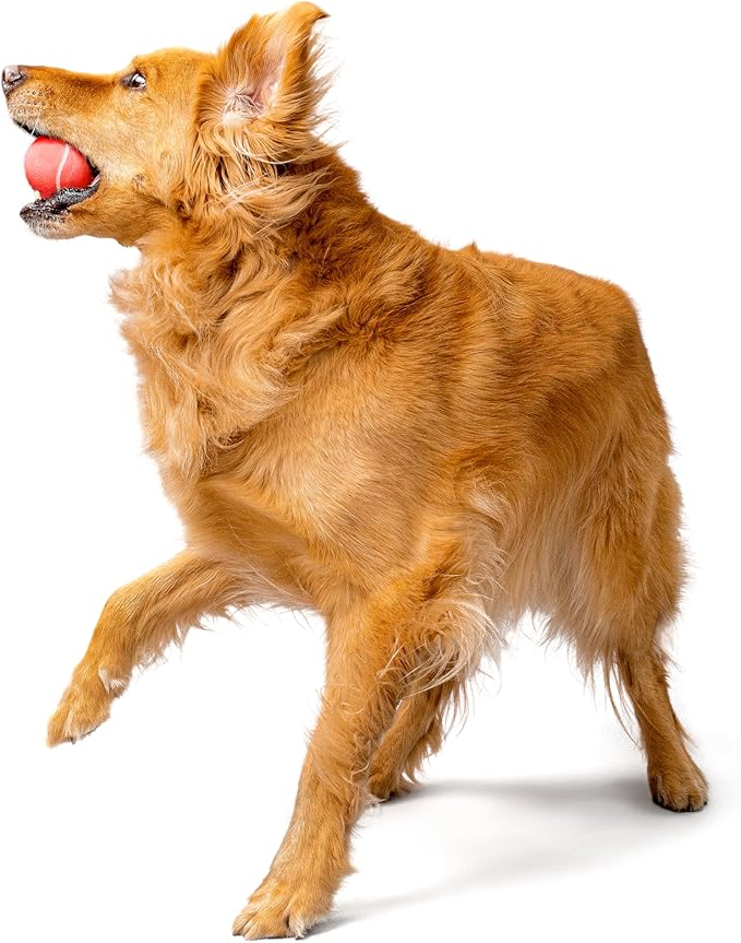 Playology Dog Toys | Squeaky Chew Ball - Bouncy Durable Floating Fetch Ball for Dogs, Value 2-Pack | Medium Beef Scented Toy - Easy to Clean and Made from Non Toxic Materials